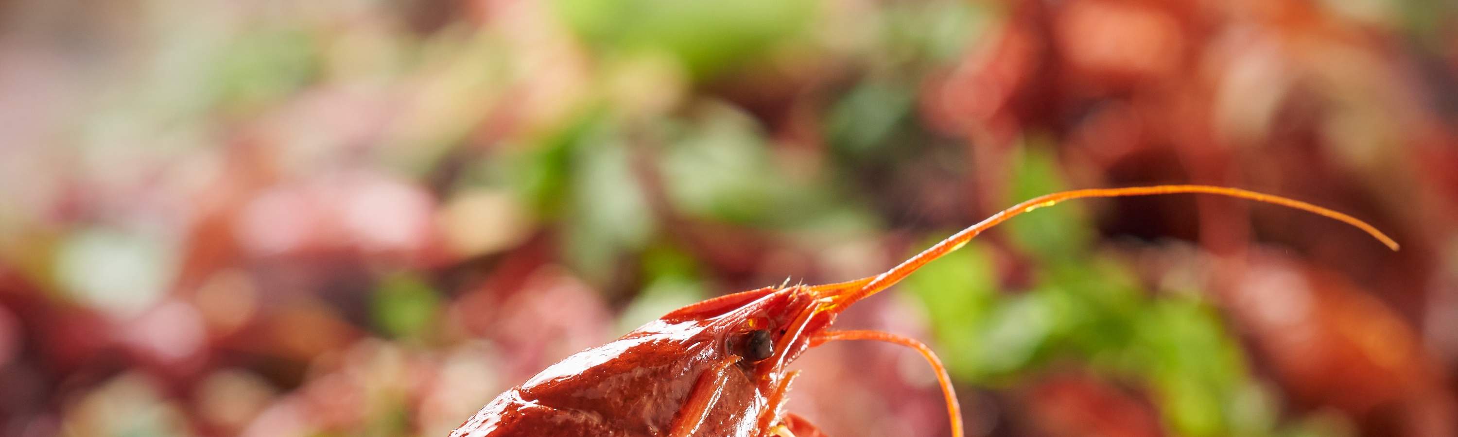 บุฟเฟ่ต์อาหารเย็น